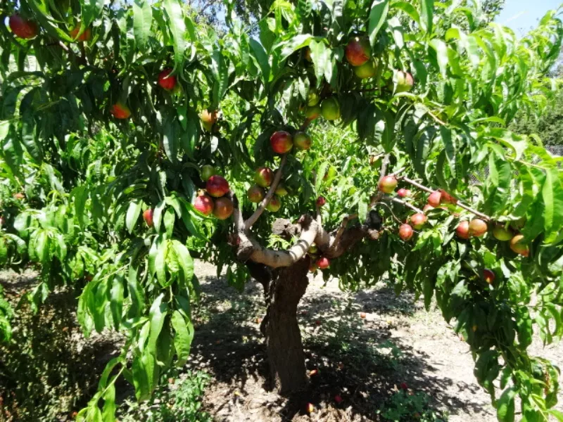 . Частный сектор Дом. Темрюк