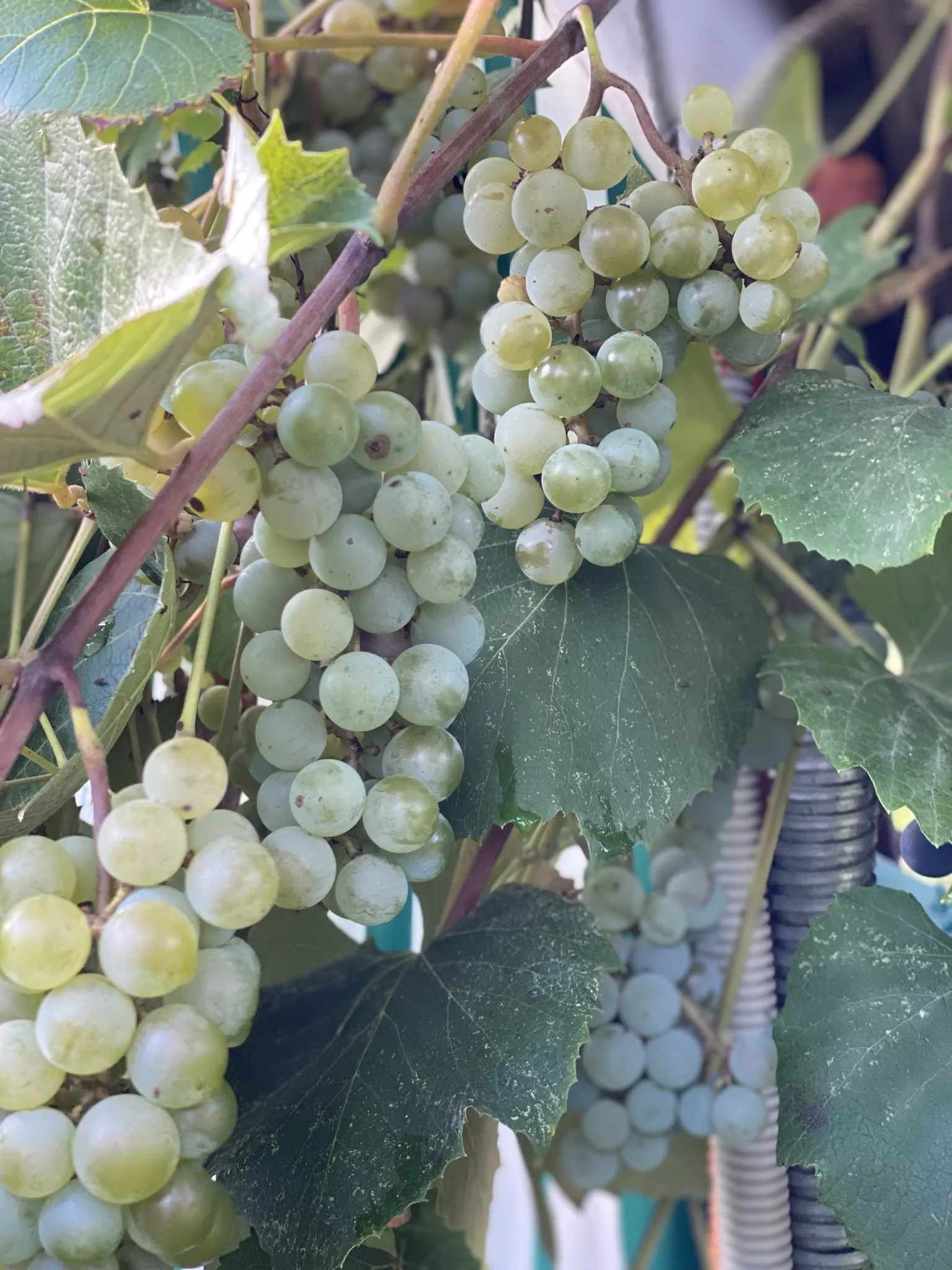 . База отдыха "Скурча". Сухум