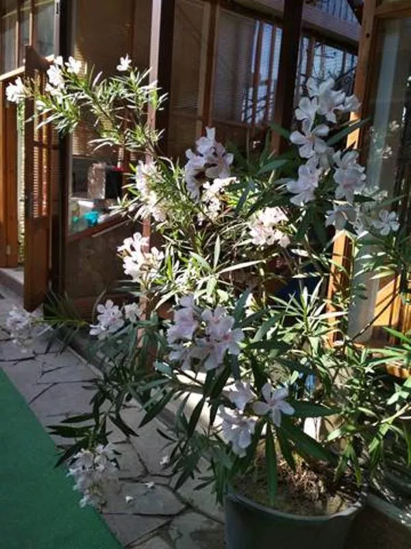 . Гостевой дом "Русский дворик". Архипо-Осиповка