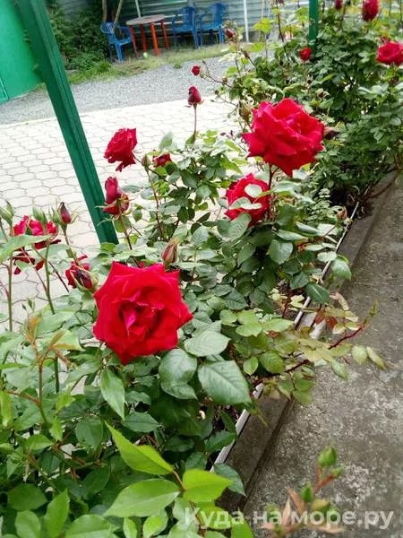 . Гостевой дом Виктория - Макопсе. Макопсе