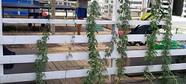 Гостевой дом Зеленая Дача