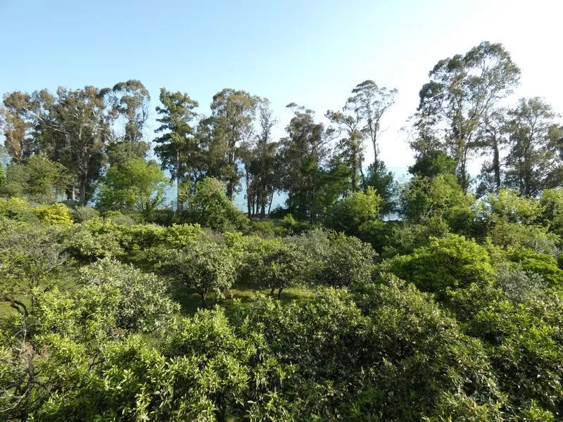 . Гостевой дом "Феникс". Новый Афон