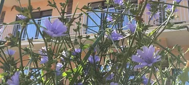 Гостевой дом Marlin