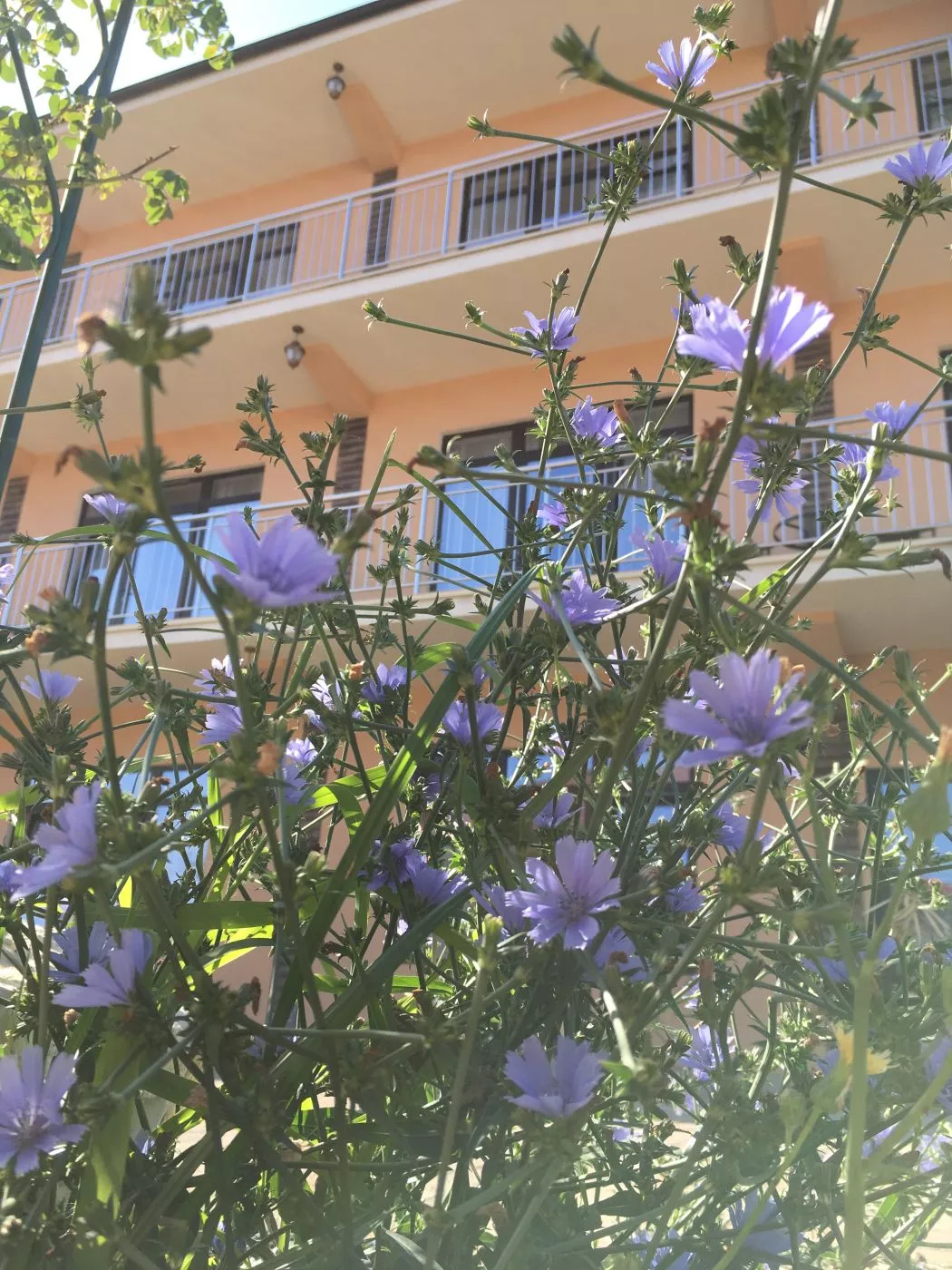 . Гостевой дом Marlin. Адлер . Гостевой дом Marlin. Адлер