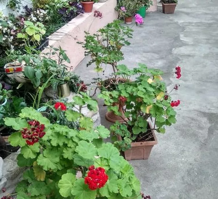 . Гостевой дом Дом Валерия. Солоники . Гостевой дом Дом Валерия. Солоники