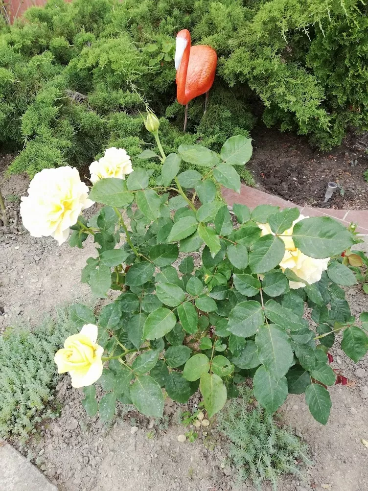 . Гостевой дом "Сибирячка". Ольгинка