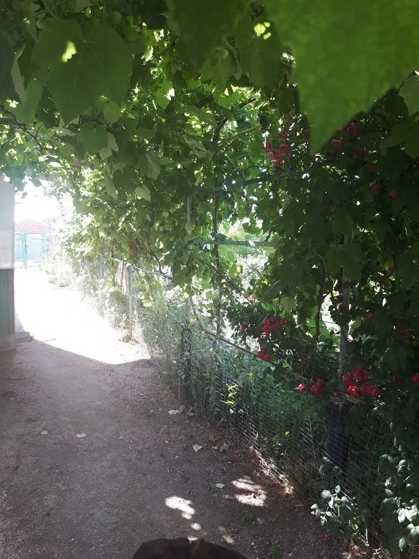 . Гостевой дом "Сокол". Должанская