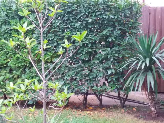 . Гостевой дом Sharmel. Севастополь