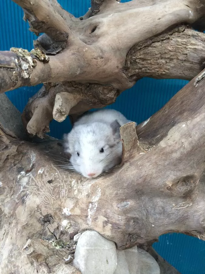 . Отель «Иордан» в Ольгинке              . Ольгинка