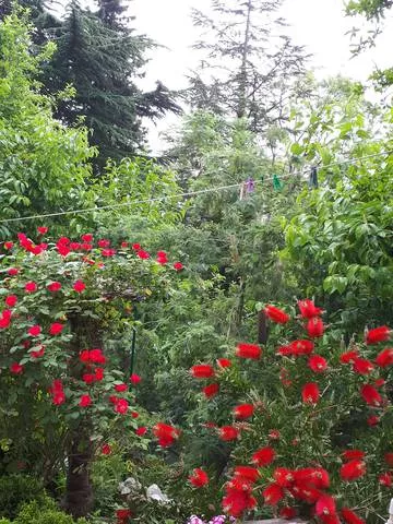 . Гостевой дом «Аэлита». Адлер