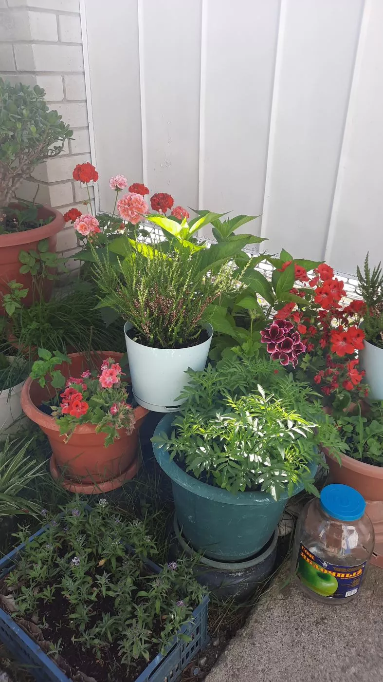 . Гостевой дом "Галина" . Вишневка . Гостевой дом "Галина" . Вишневка