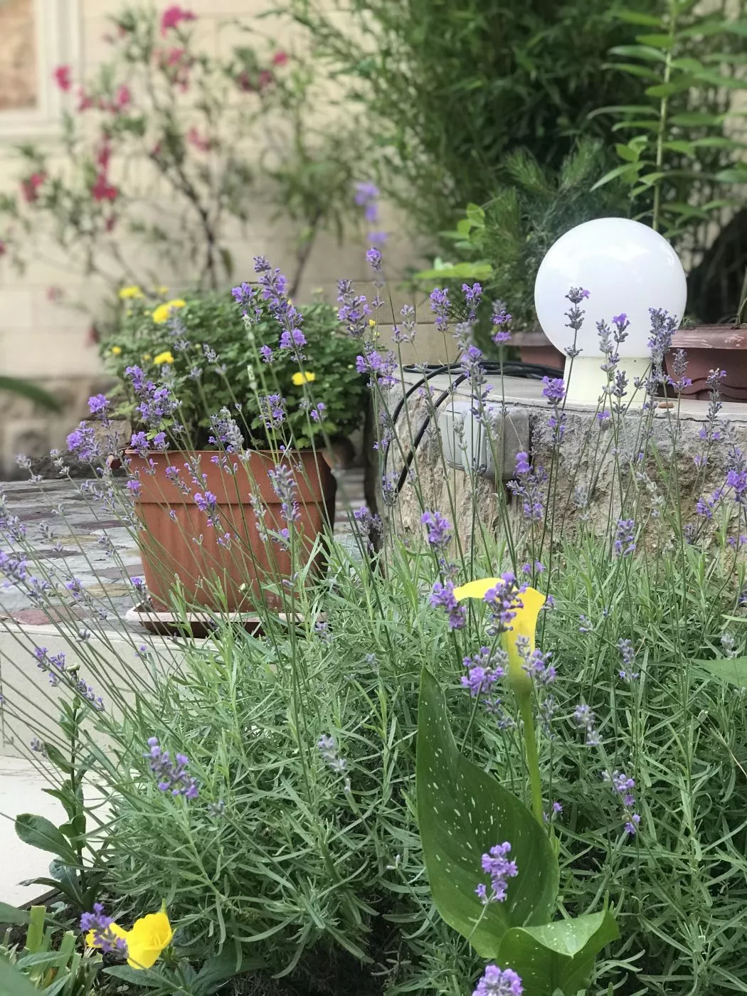 . Гостевой дом "Виктория". Лазаревское . Гостевой дом "Виктория". Лазаревское