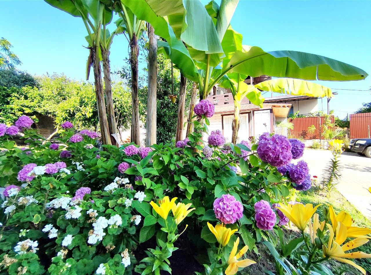 . Гостевой дом "Цитрус". Цандрипш