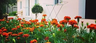 «Леона» «Леона»