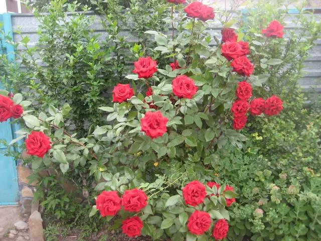 . Частный сектор «Дюшес». Джубга