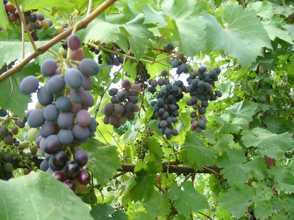 . Дом под ключ Дом на Степной. Должанская . Дом под ключ Дом на Степной. Должанская