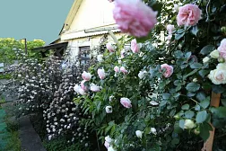 Гостевой дом «Алла-Роза»