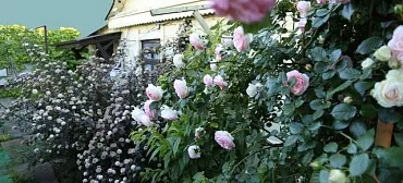 Гостевой дом «Алла-Роза»