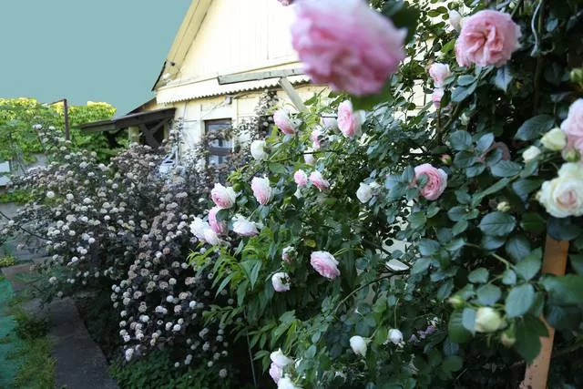 . Гостевой дом «Алла-Роза». Архипо-Осиповка