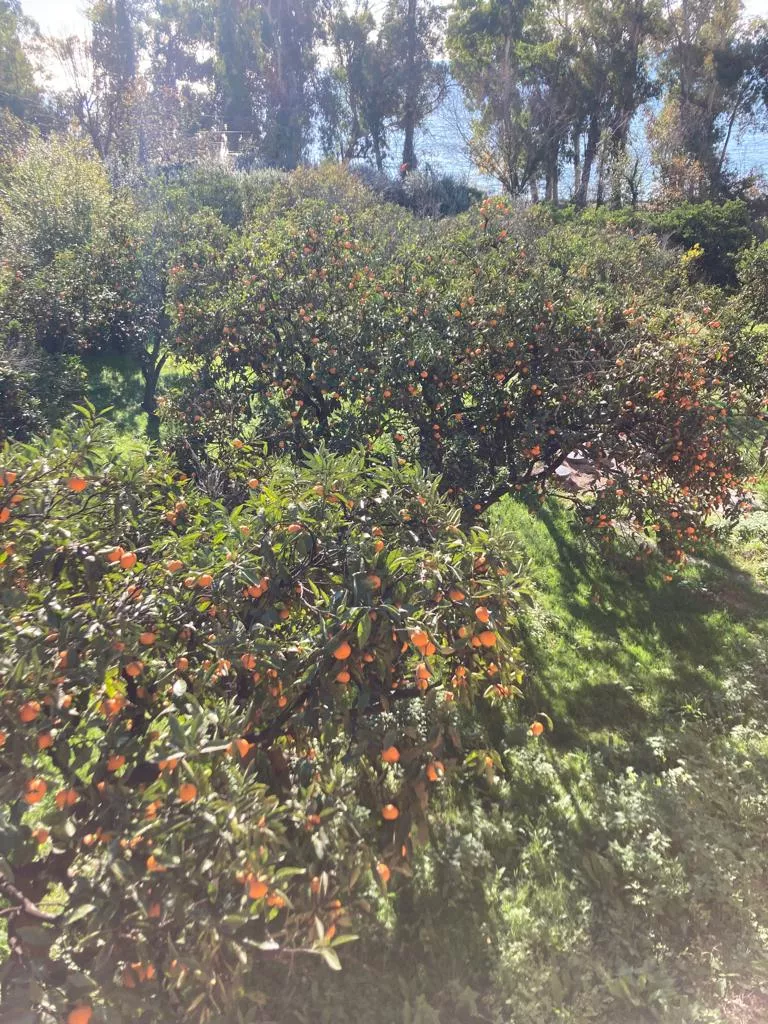 . Гостевой дом "Феникс". Новый Афон