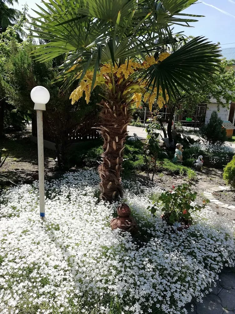 . Гостевой дом "Сибирячка". Ольгинка