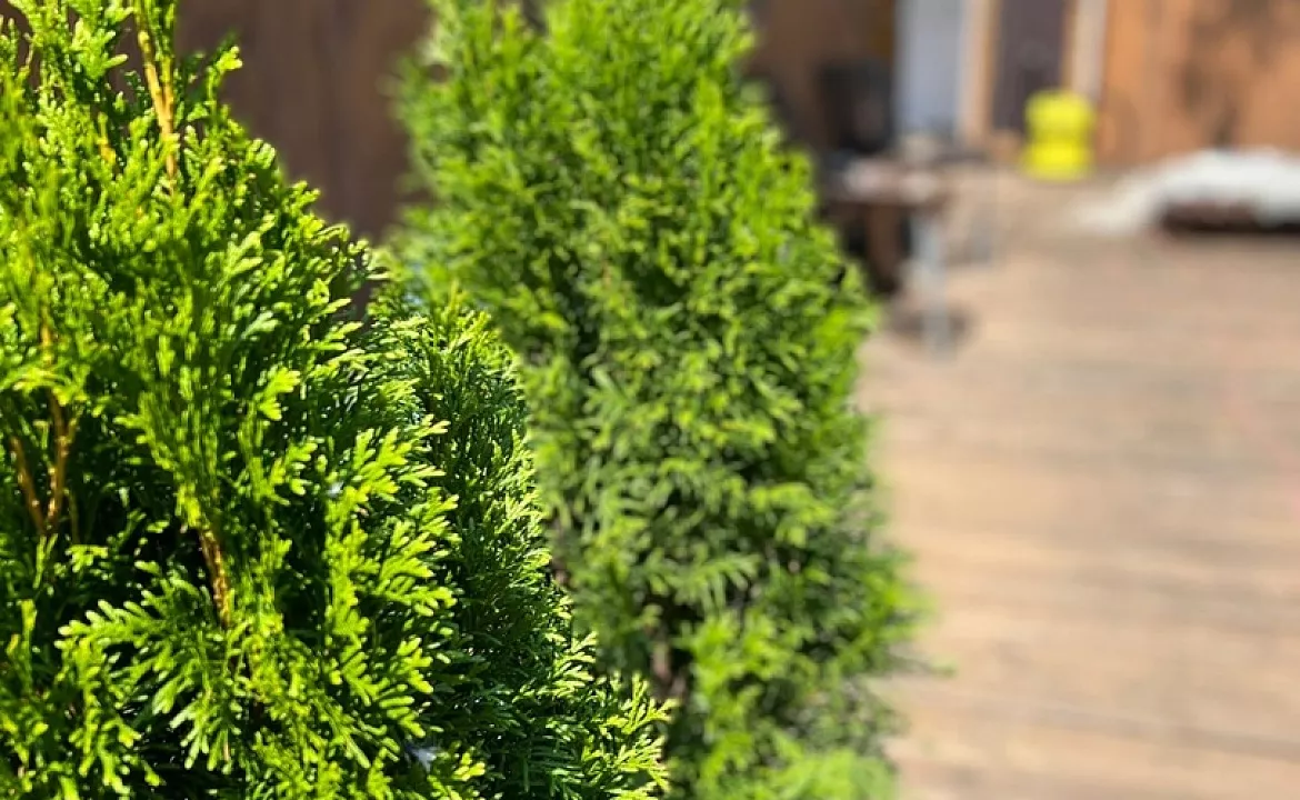 Малый дом . Гостевой комплекс "Атмосфера". Сухум