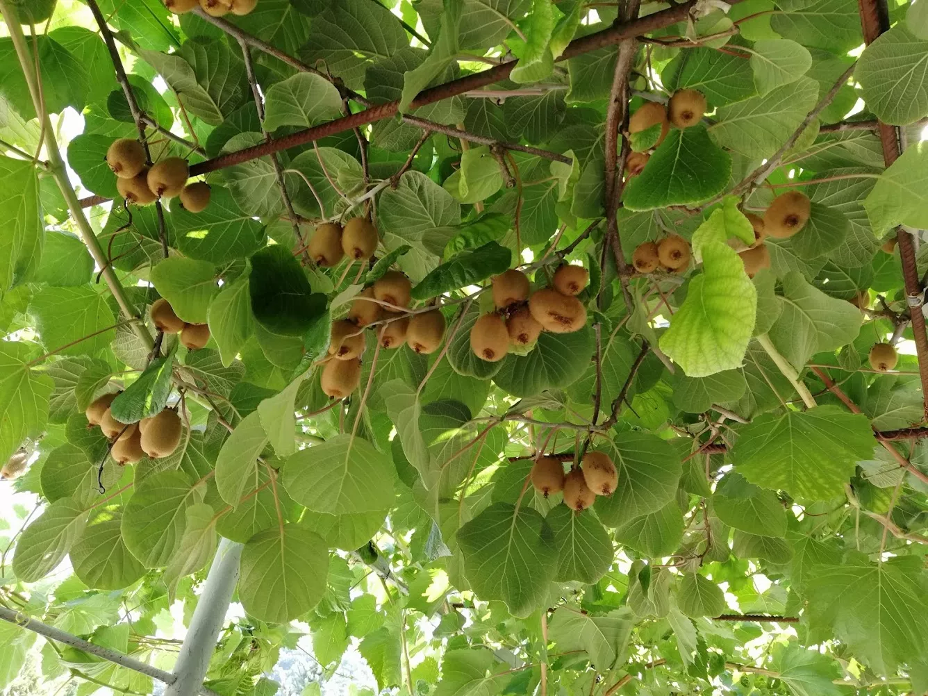 . Гостевой дом "Сибирячка". Ольгинка