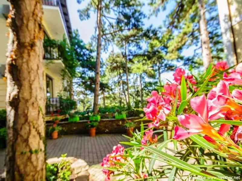 . Отель Вилла Сосновый бор. Гаспра