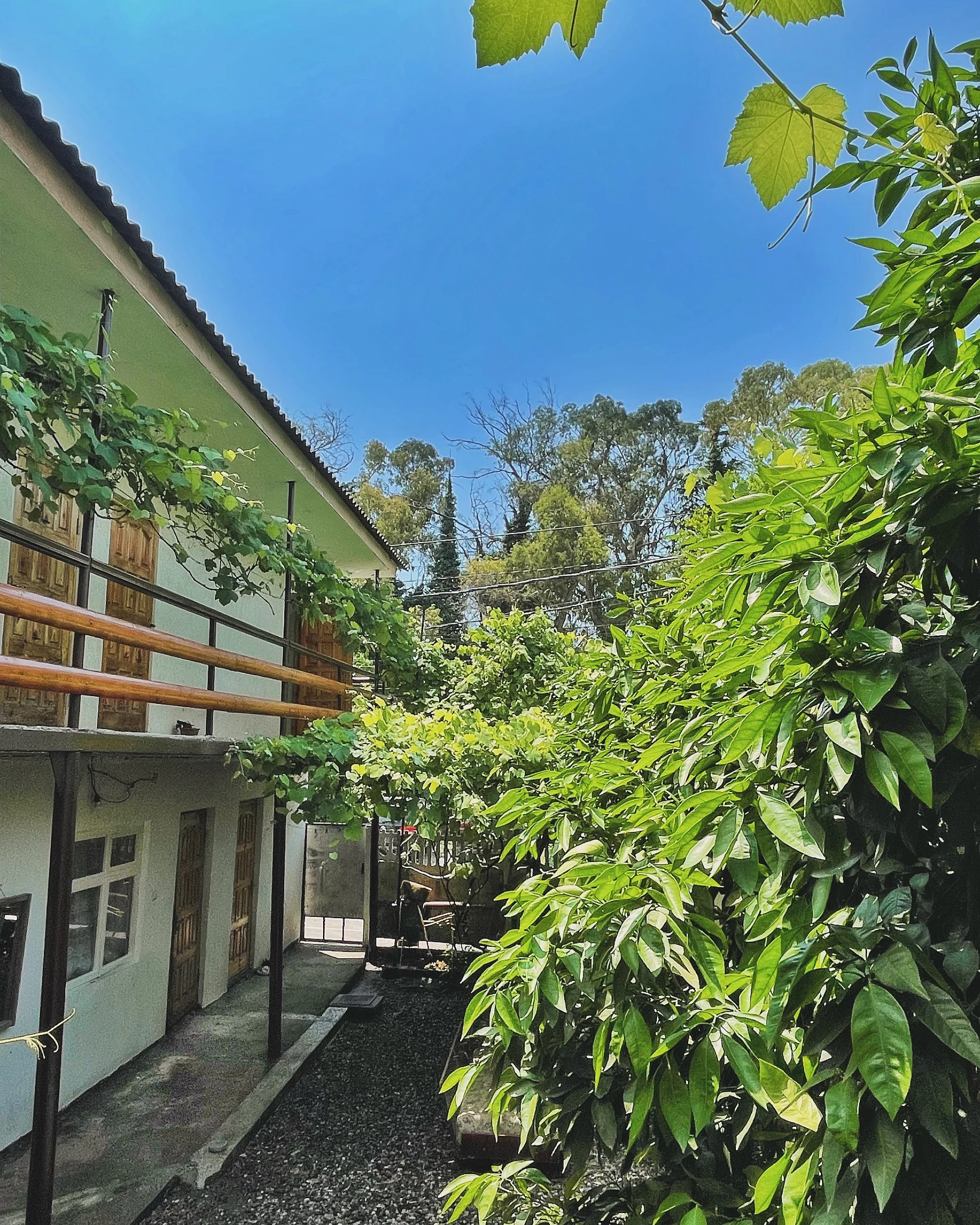 . Гостевой дом Самшит. Гагра