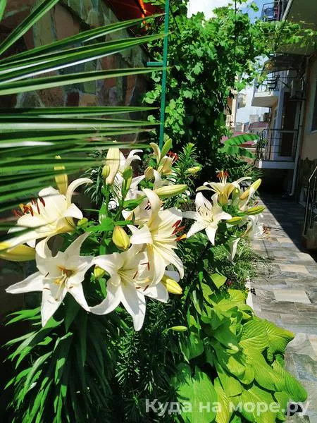 . Гостевой дом "Лазаревское". Лазаревское