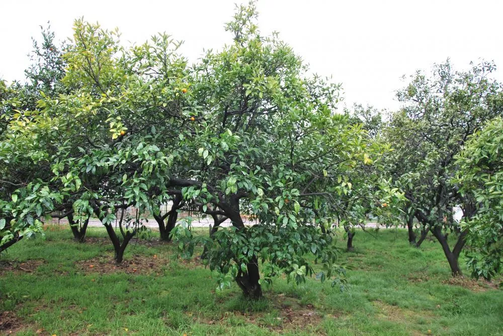 . Гостевой дом У Андрея. Пицунда