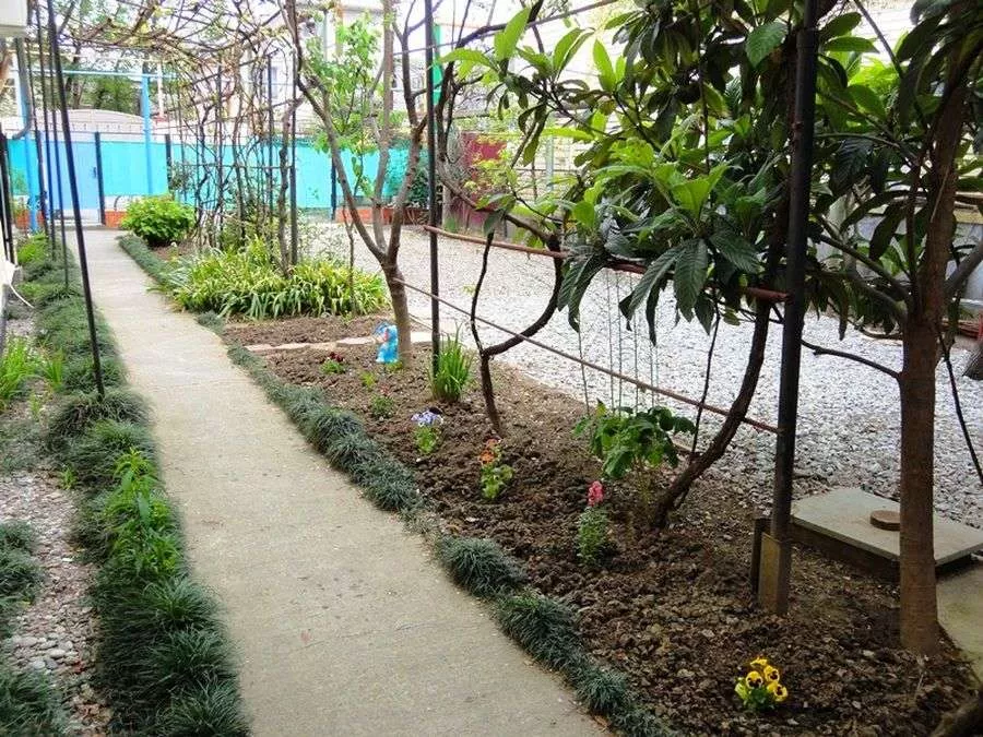 . Гостевой дом "Мимоза". Лазаревское . Гостевой дом "Мимоза". Лазаревское