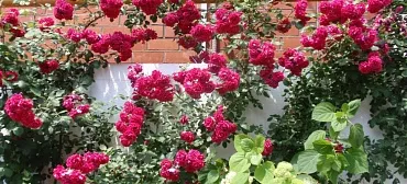 Гостевой дом Морячок