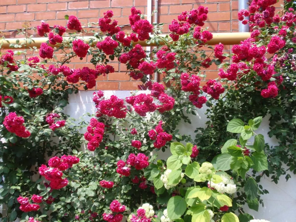 . Гостевой дом Морячок. Анапа