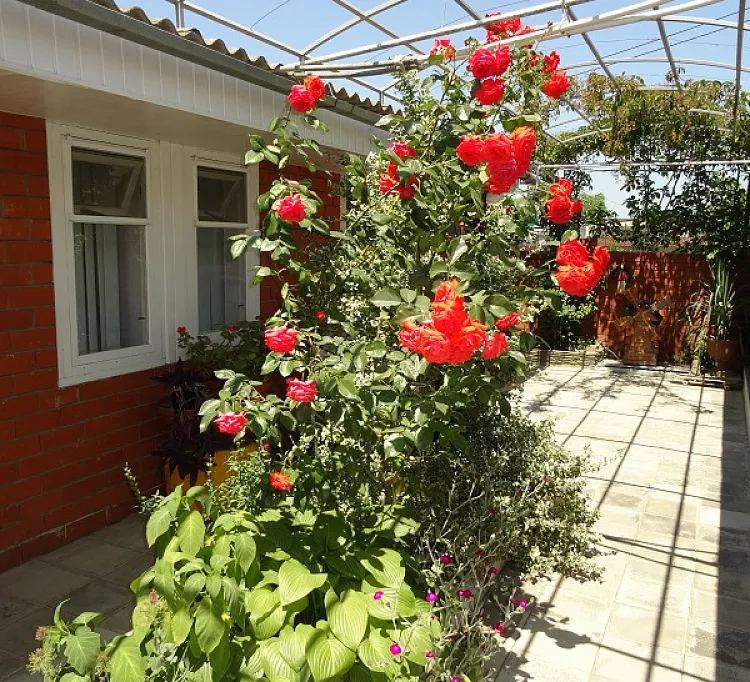 . Гостевой дом Советская 43/3. Голубицкая