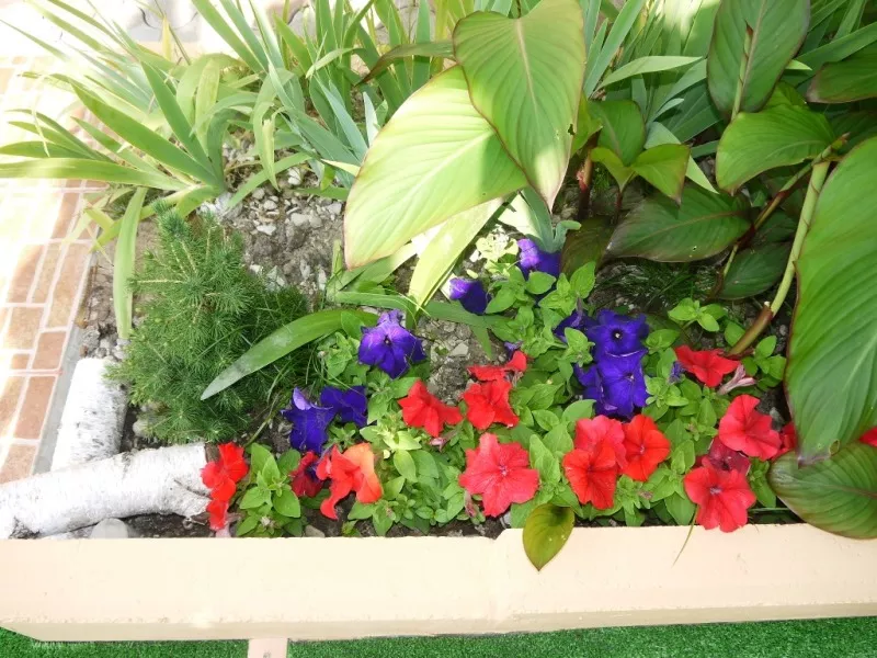 . Гостевой дом "Адлерский Бриз". Адлер