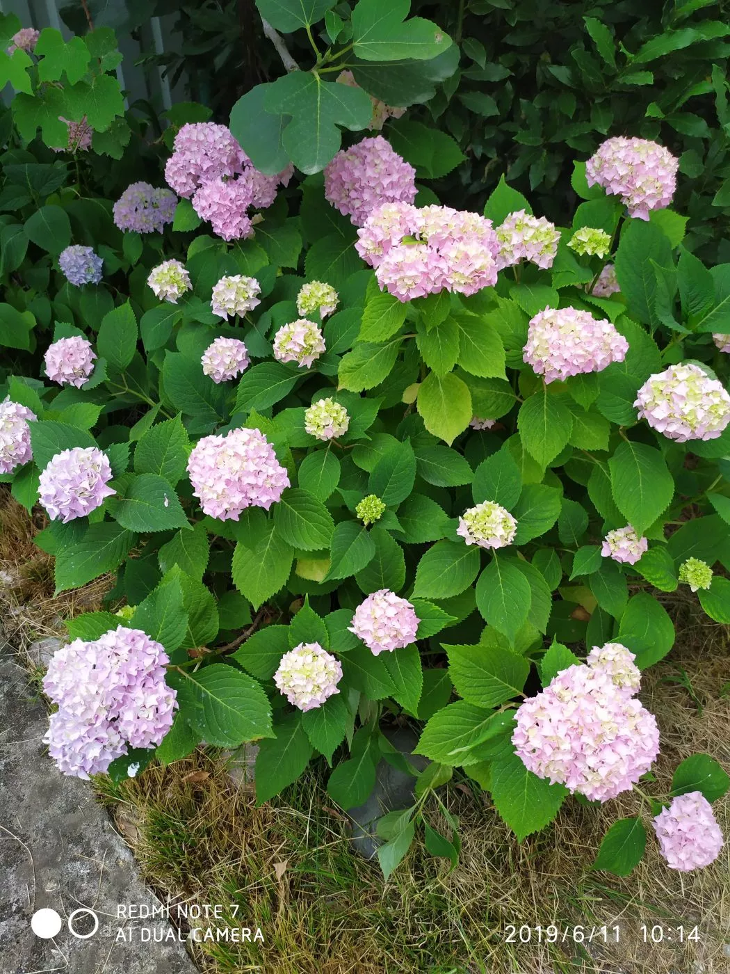 . Гостевой дом Family Holiday. Цандрипш