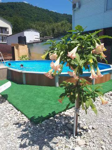 . Гостевой дом "Милана" - Агой. Агой