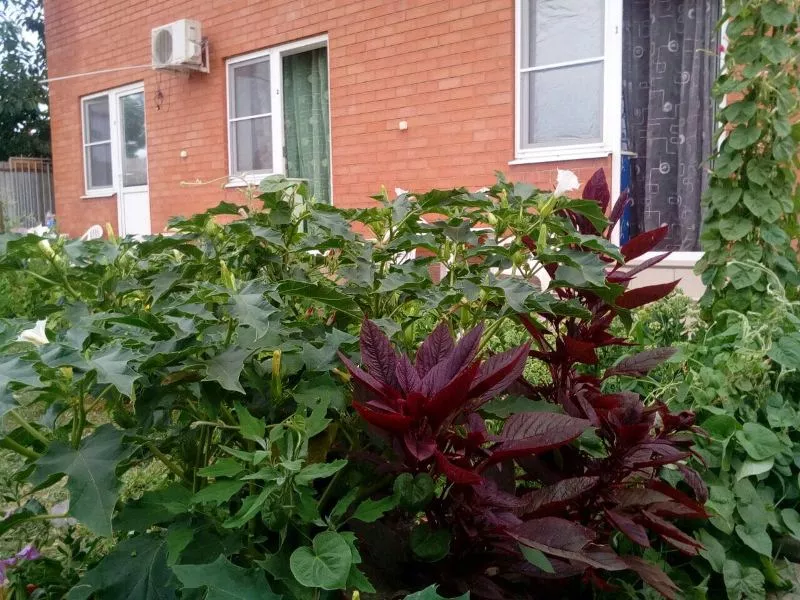 . Гостевой дом "Таманская 92/а". Благовещенская