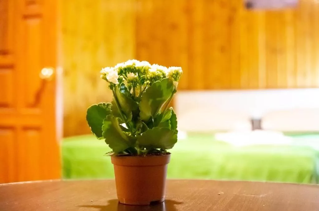 . Гостевой дом Калинка. Красная Поляна