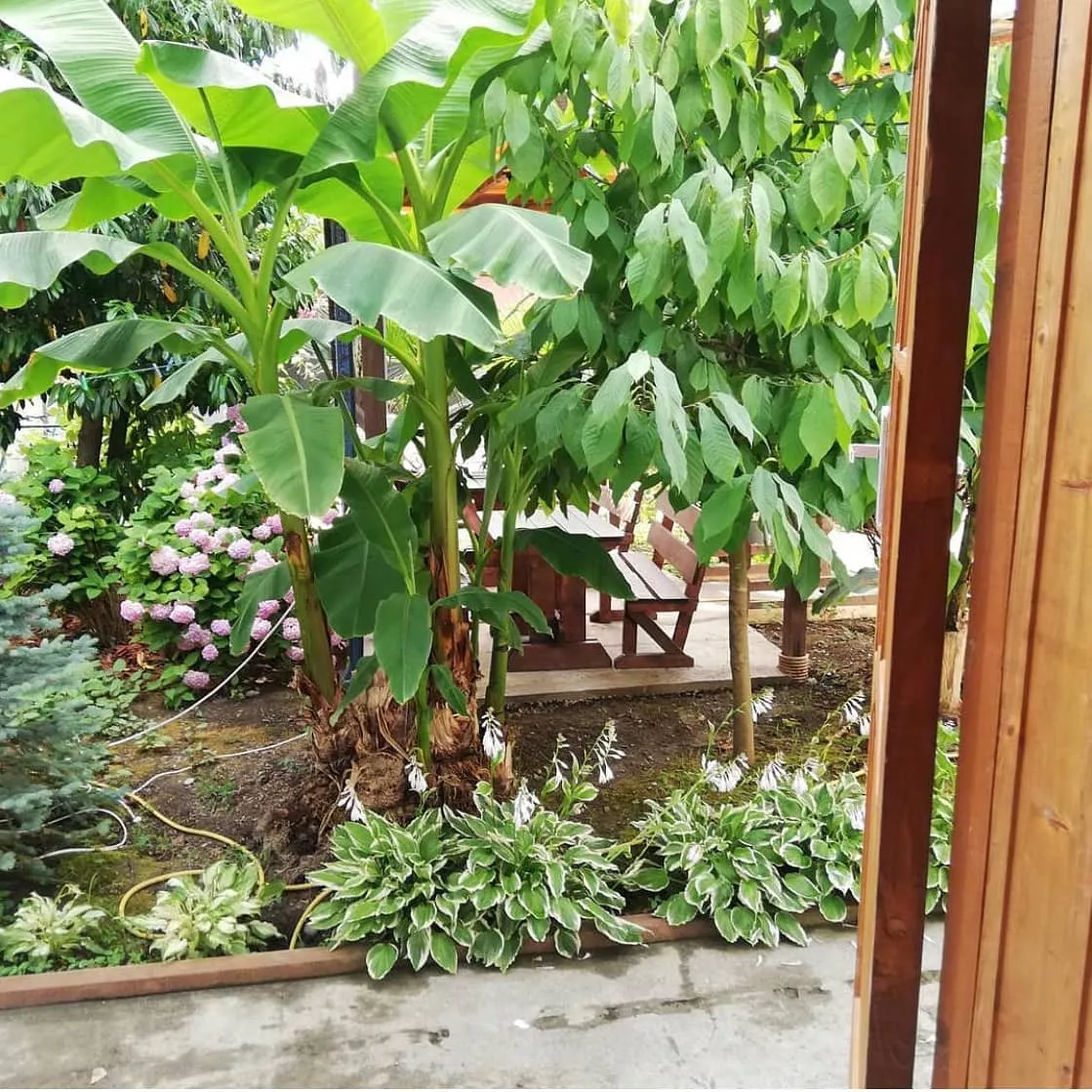 . Гостевой дом Тропиканка. Лоо