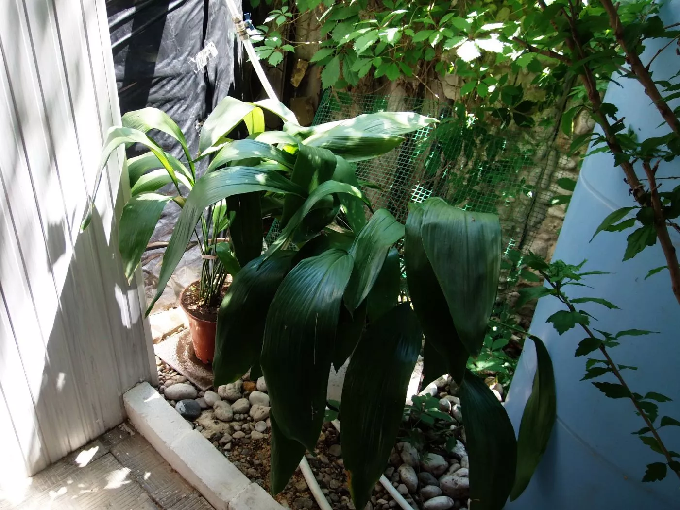 . Гостевой дом Гостевой дом "Спортлото-82".. Коктебель