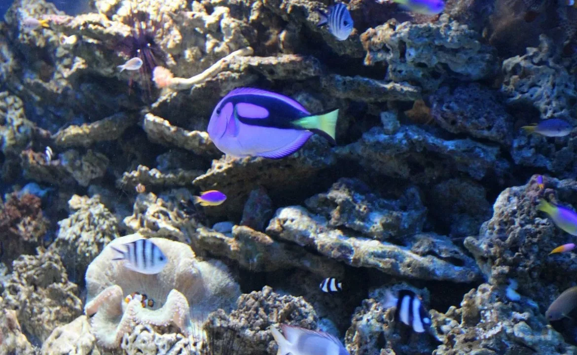 Фотография из Океанариума «Акулий риф» взята из аккаунта океанариума ВКонтакте: http://yeyskoceanpark.ru/