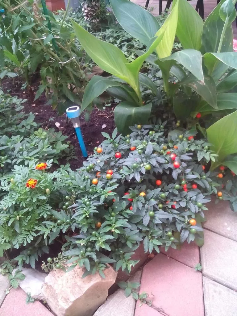 . Гостевой дом КАРАВЕЛЛА. Лазаревское