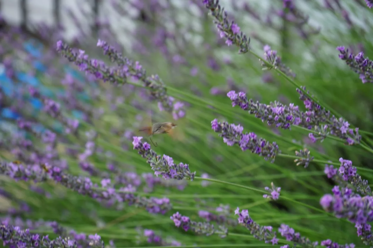 . Гостевой дом "ЭЙВА" . Агой