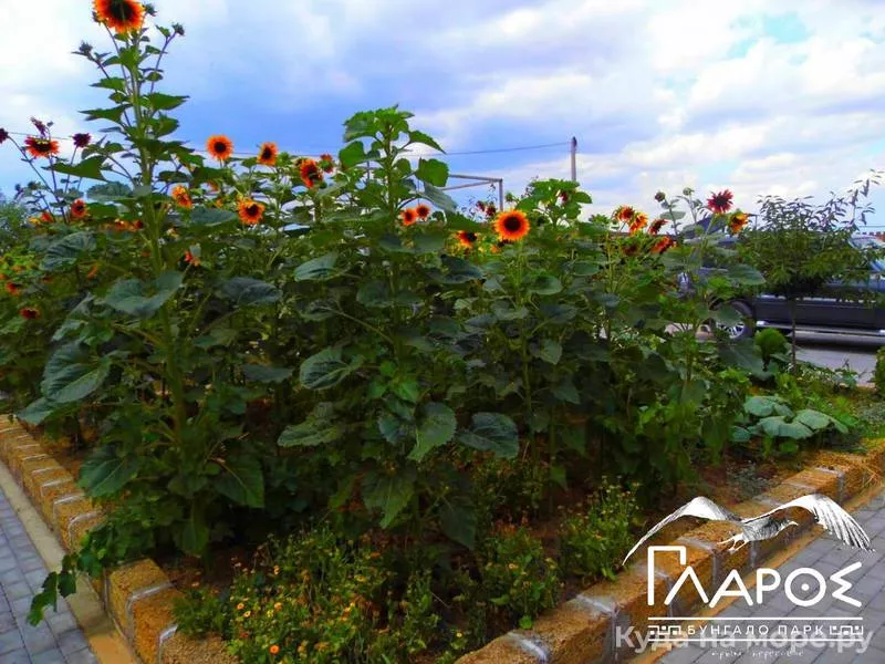 . Бунгало парк «ΓΛΑΡΟΣ». Береговое