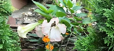 Гостевой дом "Лоренсия"