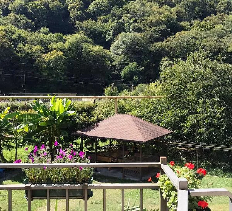 . Гостевой дом Зеленый рай. Солоники