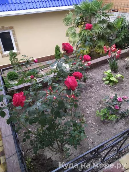 . Гостевой дом "Ставрополье". Гостевые дома в Лазаревском . Гостевой дом "Ставрополье". Гостевые дома в Лазаревском