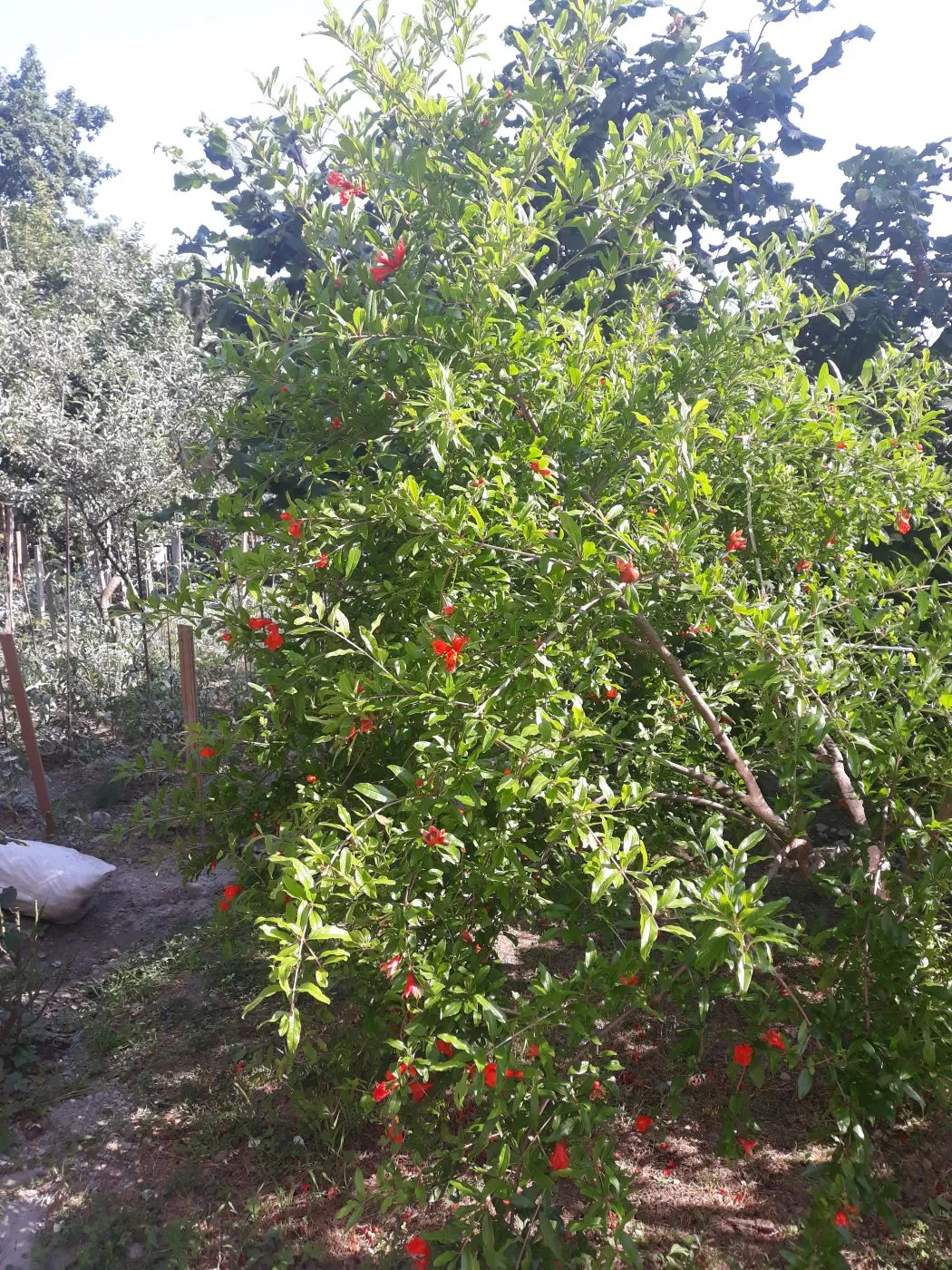 . Гостевой дом "Галина" . Вишневка . Гостевой дом "Галина" . Вишневка